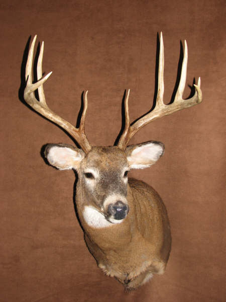 head of whitetail deer